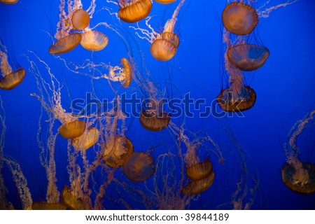 colorful jelly fishes in the aquarium of Monterey Bay with blue background in fantastic light