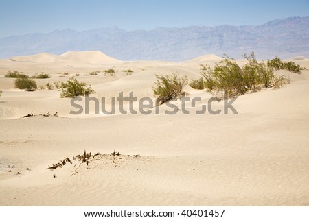 dried desert gras in Mesquite Flats Sand Dunes in the northern point of the Dead valley in heat, made of fine quartz sand