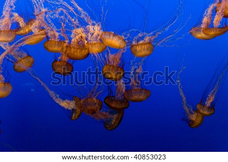 beautiful Jelly fishes in the aquarium with blue background, Monterrey, California