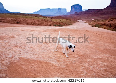 Monument Valley in Arizona, lonely dog  wlaks along the sandy way