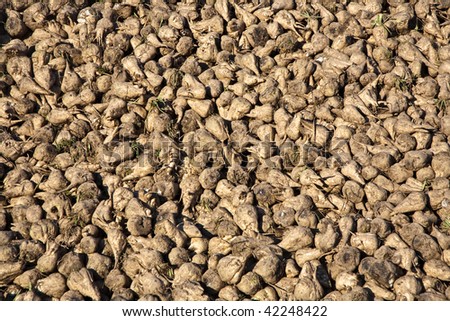 acres with sugar beets after harvest in golden light and beautiful landscapeats