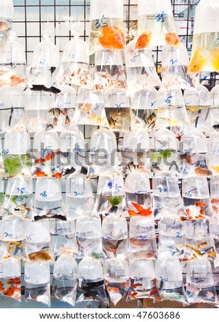 Bags of fishes for sale at a market