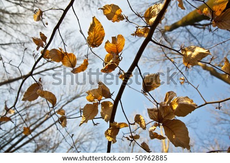 golden leaves at the tree in beautiful light with sky