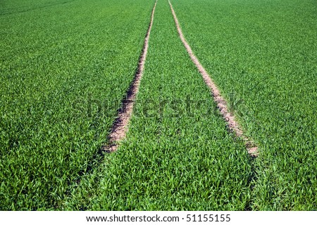 acre with green flowers in rows in beautiful light and skid marks