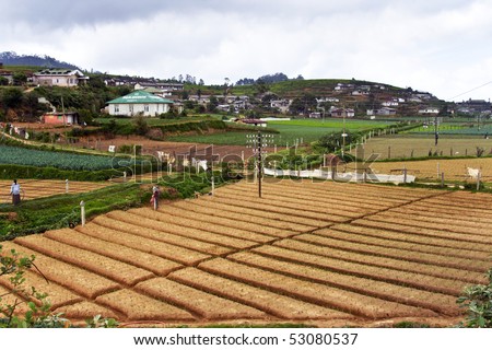 parcelling and cultivation of grain in the Highlands of Sri Lanka