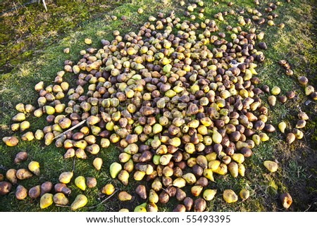 windfall fruits on the meadow at a fruit farm