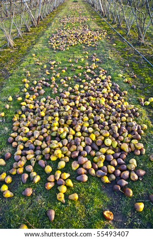windfall fruits on the meadow at a fruit farm