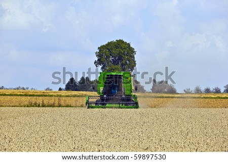 green harvester in corn fields