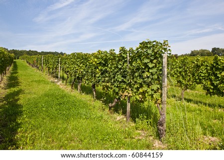 cluster of white grapes in the vineyard in indian summer
