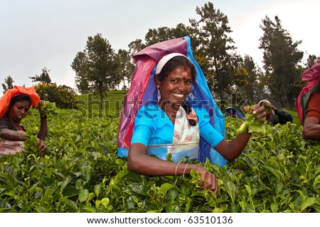 NUWARELIA, SRI LANKA - AUGUST 14: harvest in the tea fields, tea picker in the highlands is picking tea on August 14, 2005 in Nuwarelia, Sri Lanka