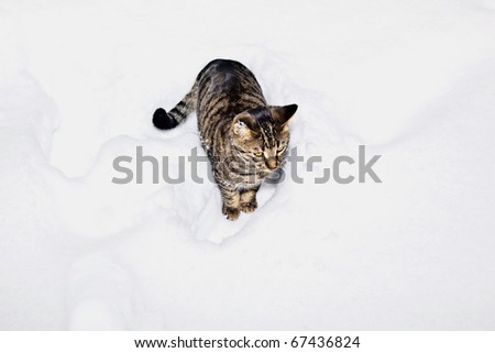 cute cat has fun in snow