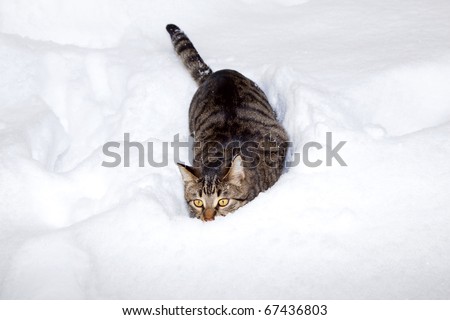 cute cat has fun in snow