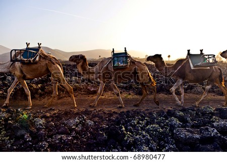 caravan of camels in sunset returning home in the stable at Timanfaya national park