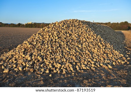 Pile of sugar beets on a farm