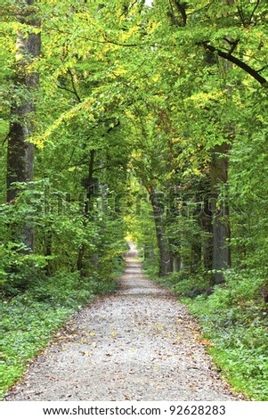 beautiful way in wild oak forest