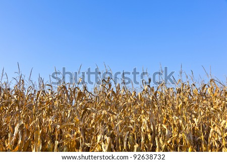 natural full frame background with withered corn plants