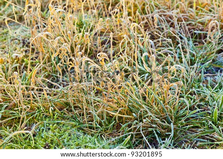 frozen grass at the meadow in Winter