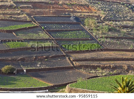 fields in rural hilly area in Lanzarote