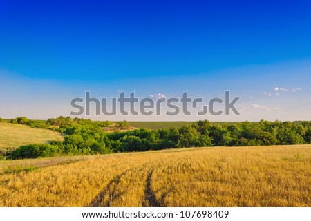 Field of wheat,  evening sky and sun. Sunset. Green planet - Earth. Rural road.
