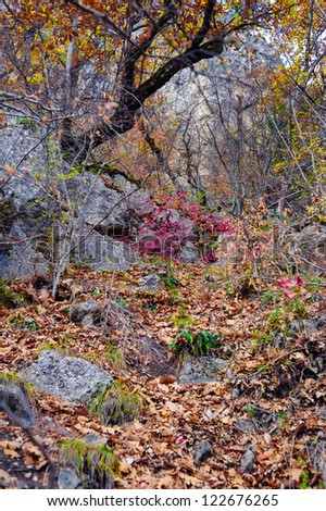 Autumn in forest mountains. mountain stream.