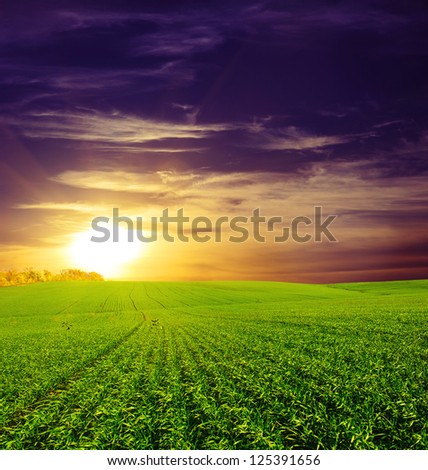 field of grass and sunset. Beautiful blue sky and white clouds. Deep blue sky and clouds. Green Field. wonderland.