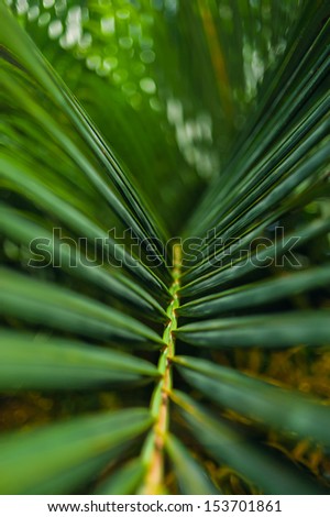 Tropical Paradise. a green tropical forest. tropical park - abstract travel background.