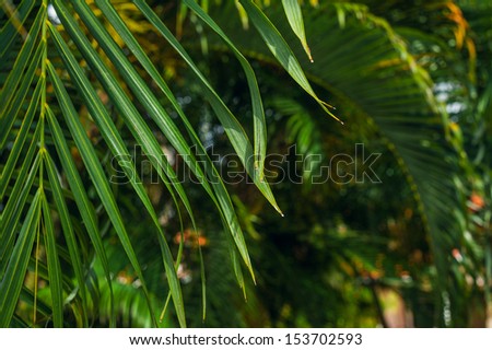 Tropical Paradise. a green tropical forest. Pathway in tropical park - abstract travel background.