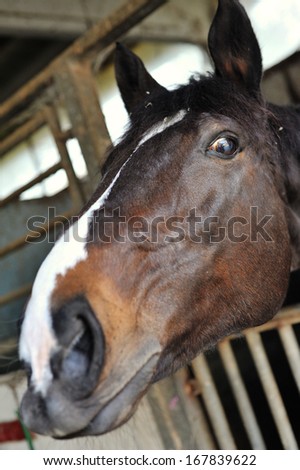 Brown Horse with the head outside of the stable window. Race horse in stalls looking outside, the head outside of the stable. Horse stretching out of a window, for a grass out of a women\'s hand.