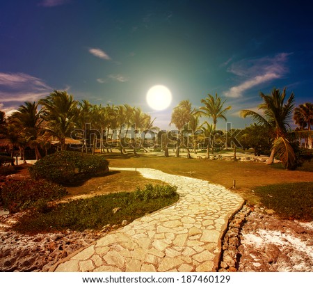 Tropical forest, palm trees in sunlight. Sunset landscape in Dominican Republic. Nature of caribbean island