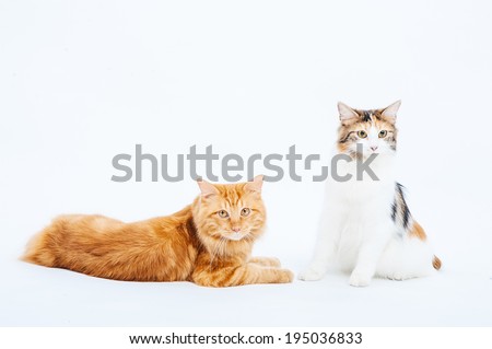 Kuril Bobtail Cat on a white background. Kuril Bobtail Cat on an isolated background.