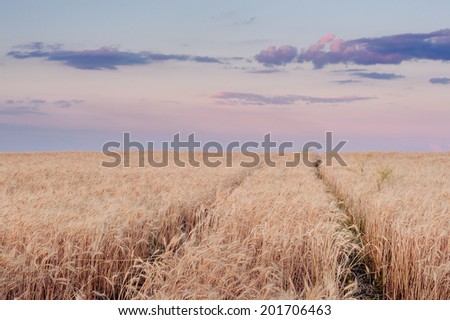 wheat field at the sunset. Country road in wheat field at sunset.