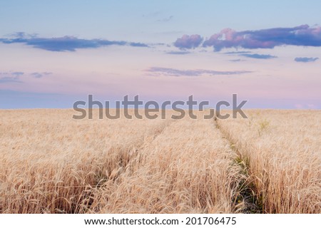 wheat field at the sunset. Country road in wheat field at sunset.