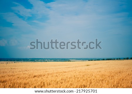 Wheat Field. Golden ears of wheat on the field.