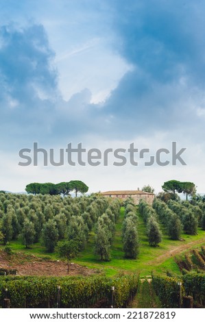Grove of olive trees. Italy, landscape in Tuscany, morning