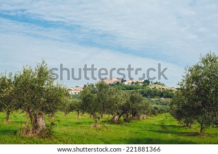 Grove of olive trees. Italy, landscape in Tuscany, morning