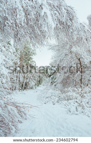 New Year tree in winter forest. Beautiful winter landscape with snow covered trees. Trees covered with hoarfrost and snow. Beautiful winter landscape in the forest. Sunset