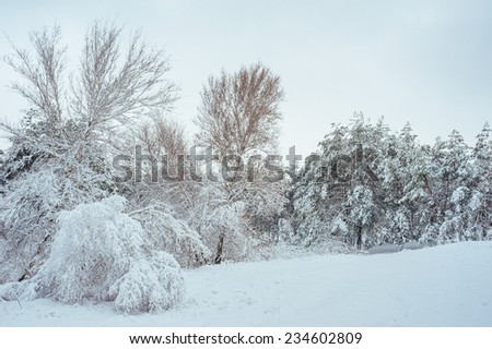 New Year tree in winter forest. Beautiful winter landscape with snow covered trees. Trees covered with hoarfrost and snow. Beautiful winter landscape in the forest. Sunset