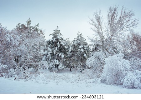 New Year tree in winter forest. Beautiful winter landscape with snow covered trees. Trees covered with hoarfrost and snow. Beautiful winter landscape in the forest. Winter background. Sunset