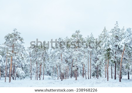 New Year tree in winter forest. Beautiful winter landscape with snow covered trees. Trees covered with hoarfrost and snow. Beautiful winter landscape. Snow-covered tree branch. Winter background.