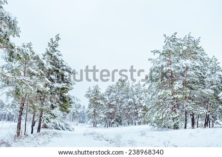 New Year tree in winter forest. Beautiful winter landscape with snow covered trees. Trees covered with hoarfrost and snow. Beautiful winter landscape. Snow-covered tree branch. Winter background.