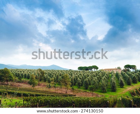Idyllic Tuscan rural  landscape  with olives trees, Vall d\'Orcia Italy, Europe.