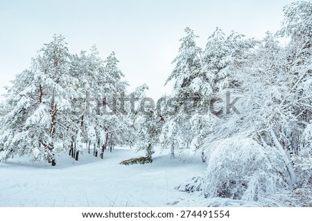 Snow-covered forest road, winter landscape. Cold and snowy winter road with blue evergreens and grey clouded skies. Christmas and New Year Tree. Copy space in the center-top and center-bottom.