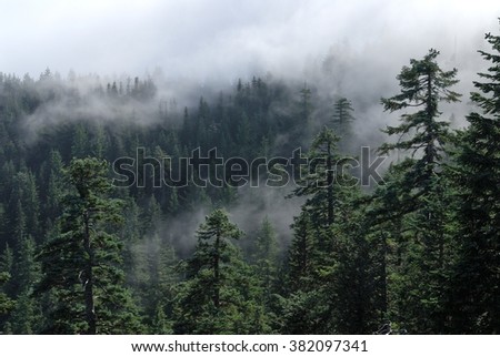 Fog cover the forest. Misty view from Larch Mount. USA Pacific Northwest, Oregon.