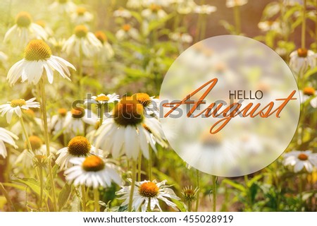 Hello August wallpaper, summer garden background with big flowers in sunshine
