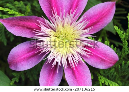 Clematis is an ideal and easy to grow climbing vine for the homeowners landscape