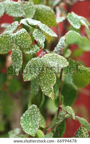 Ice crystals on rose bush leaves in winter