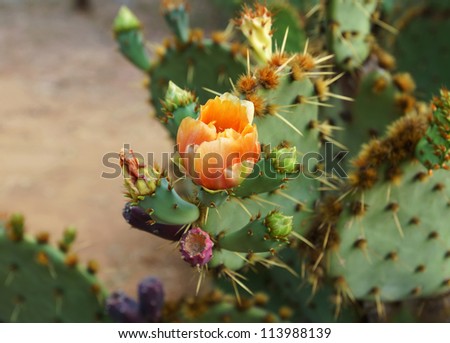 the big green cactus with pink flowers
