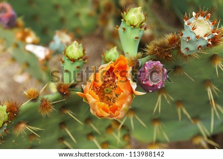 the big green cactus with pink flowers