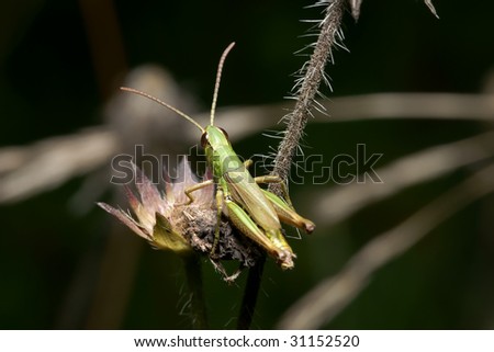 Insect the grasshopper, is photographed in the summer close up