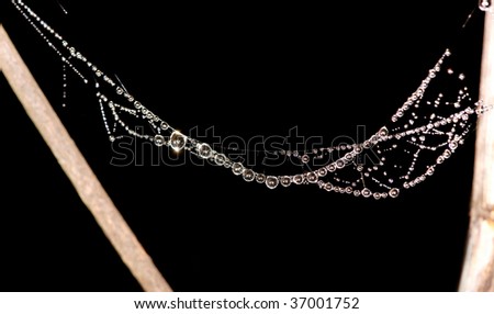 Pearl drops on a web